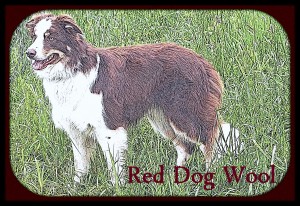 Our yarn label features our Border Collie, Robin. While generally thought of as having a heavy black coat with white markings, Border Collies can be several different colors and coat lengths. Robin is a red tri-color. What matters most is the Border Collie's ability to work sheep.