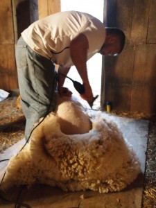 Shearing